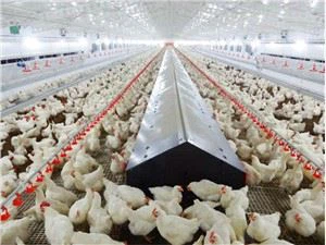 Armeringsjern for husdyrhold